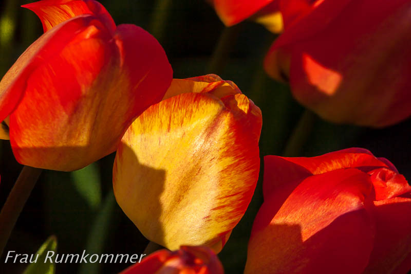 KG_070420_Holland_7045