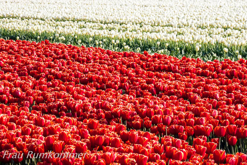 KG_070421_Holland_7269