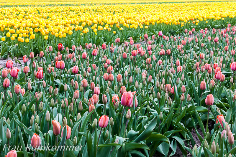 KG_120408_Holland_4071