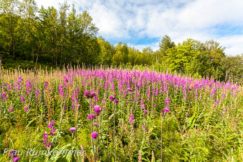 KG_120809_Grense_Jakobselv_6197