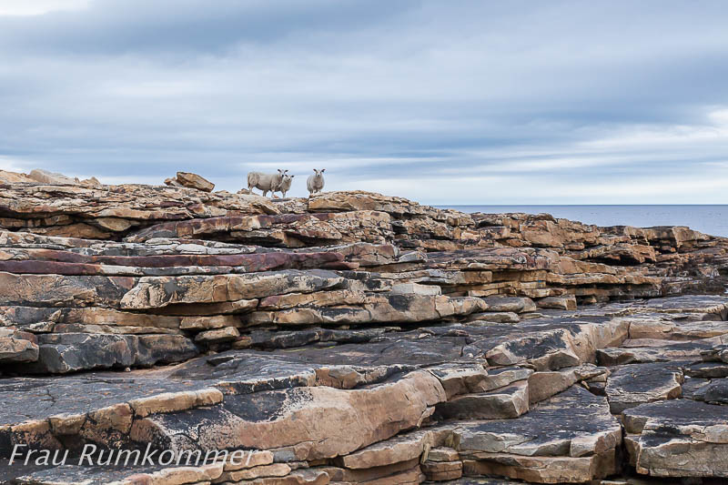 KG_120812_Varangerhalvøya_6518