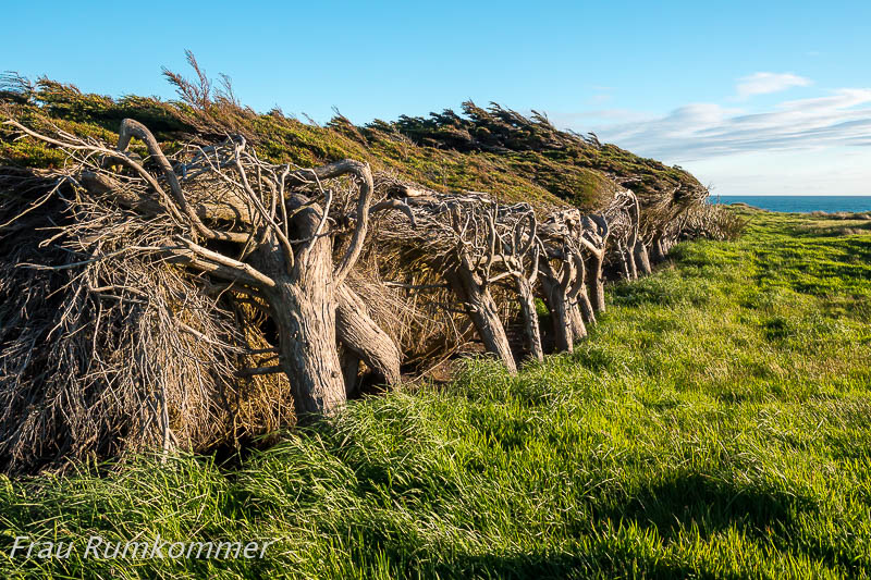 KG_131117_NZ_170017