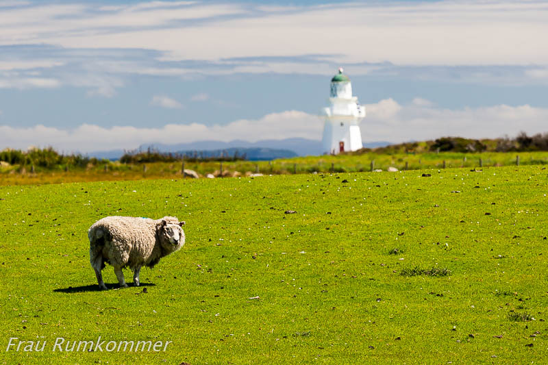 KG_131117_NZ_3109