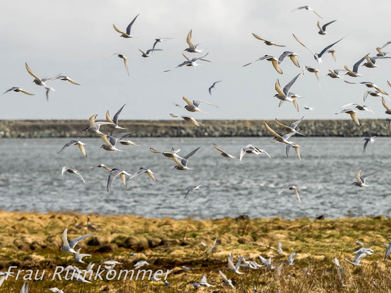 KG_2016_05_20_Höfn_P5208563