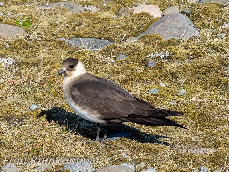 KG_2016_05_22_Jökulsarlon_P5229091