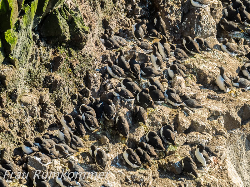 KG_2016_06_13_Látrabjarg_P6130431