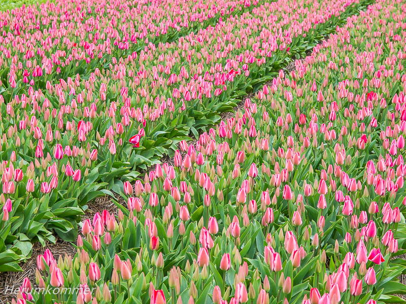 RP_2012_04_09_NordostPolder_004