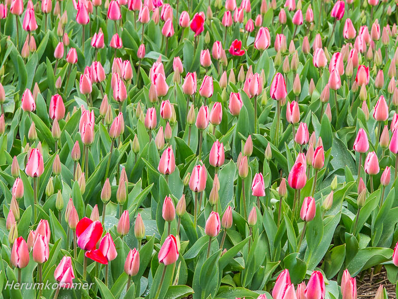 RP_2012_04_09_NordostPolder_026