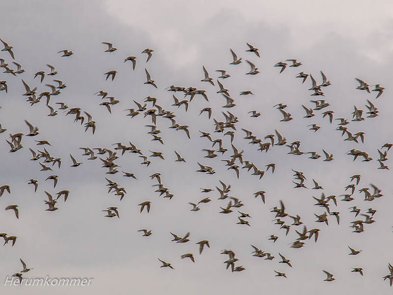 RP_2012_04_09_NordostPolder_031