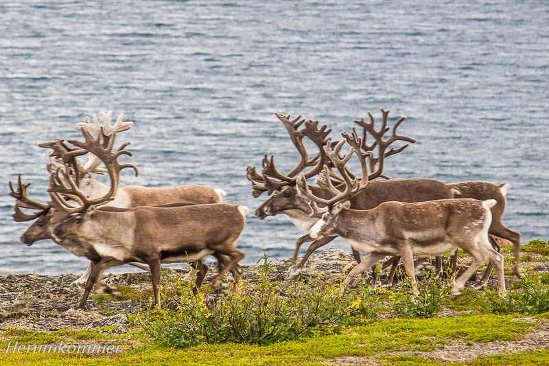 RP_2012_08_12_Varangerhalvøya_036