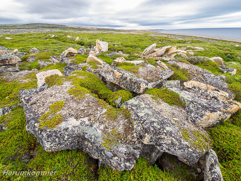 RP_2012_08_12_Varangerhalvøya_089