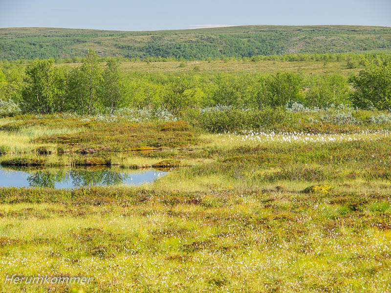 rp_2012_08_14_finnmarksvidda_039