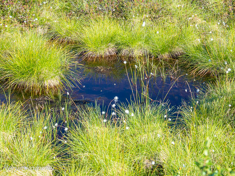 rp_2012_08_14_finnmarksvidda_043