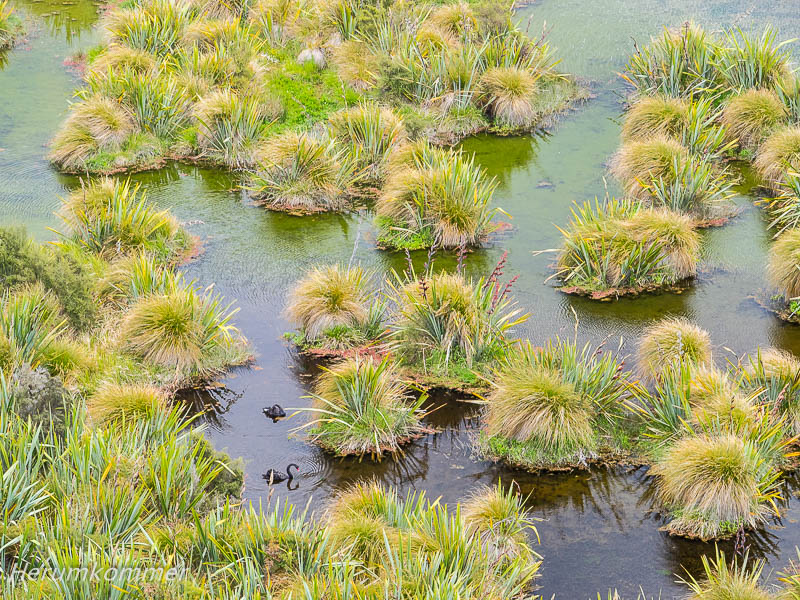 RP_2013_11_16_RedcliffWetlands_020