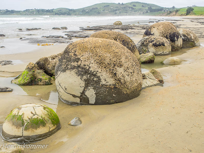 RP_2013_11_25_Moeraki_021